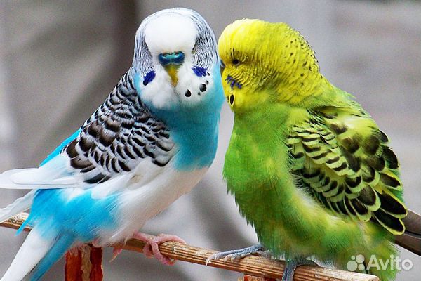 Попугаи волнистые попугай купить на Зозу.ру - фотография № 2