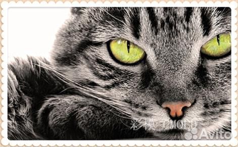 Алмазная мозаика вышивка Кот Кошка