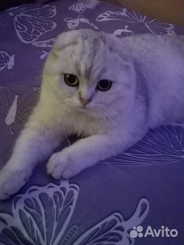 Животные гурьевск. Контактный зоопарк калининград. Животные гурьевск. Животные гурьевск. Животные гурьевск.