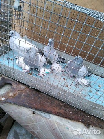 Узбекские голуби купить на Зозу.ру - фотография № 8