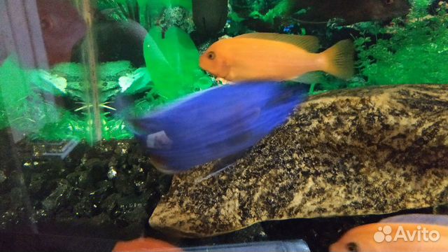 Разноцветные рыбки. Цихлиды купить на Зозу.ру - фотография № 4