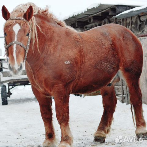 Продажа Лошадей В Витебской Области