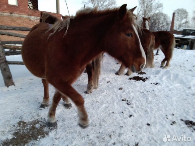 Продам лошадей купить на Зозу.ру - фотография № 10