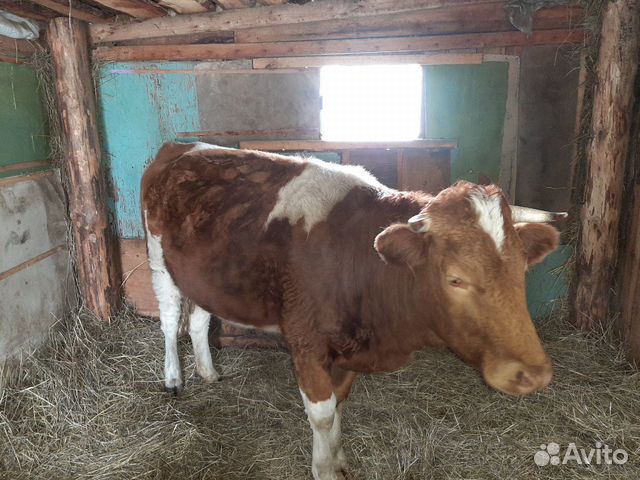 Продам корове стельную купить на Зозу.ру - фотография № 3