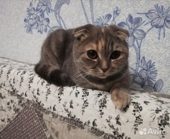 Котёнок Алиса купить на Зозу.ру - фотография № 6