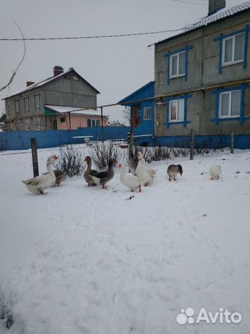 Гуси и кролики купить на Зозу.ру - фотография № 1