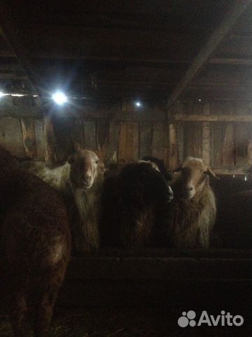 Овцы курдючные купить на Зозу.ру - фотография № 2