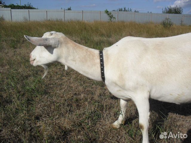 Зааненские козы купить на Зозу.ру - фотография № 4