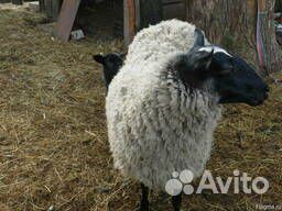Романовская овца только на мясо купить на Зозу.ру - фотография № 1