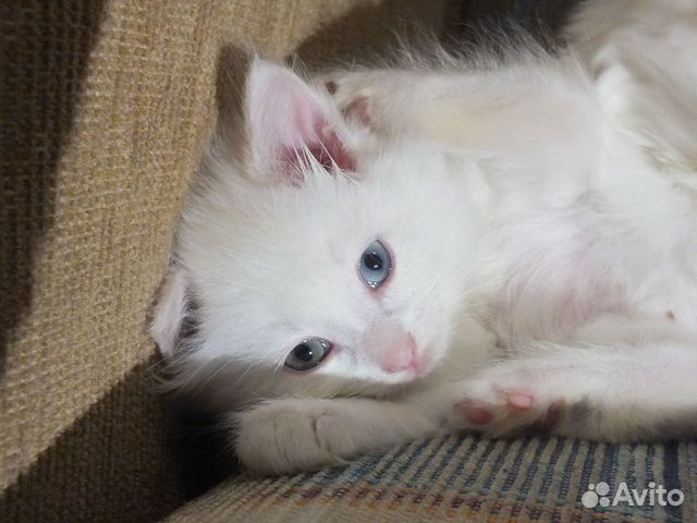 Белые котята в добрые руки купить на Зозу.ру - фотография № 2