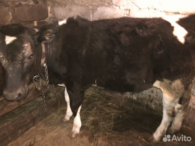 Корова и телка купить на Зозу.ру - фотография № 3