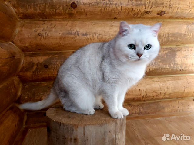 Британский кот чемпион продам купить на Зозу.ру - фотография № 4