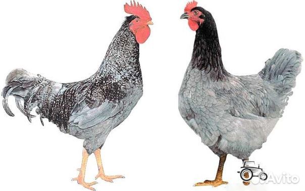 Продам цыплят кур, бройлеров, гусей, индюков купить на Зозу.ру - фотография № 2