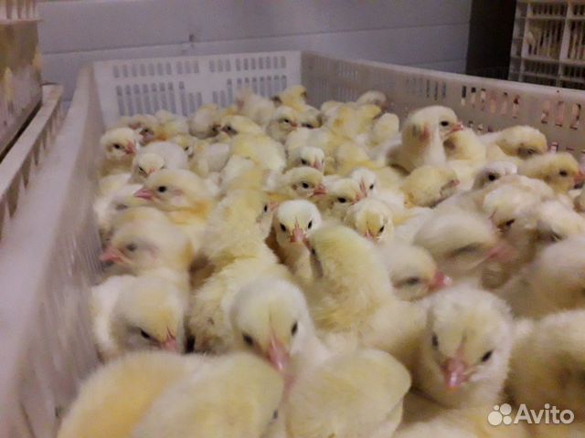 Суточные цыплята:бройлеры,несушки,водоплавающие купить на Зозу.ру - фотография № 3