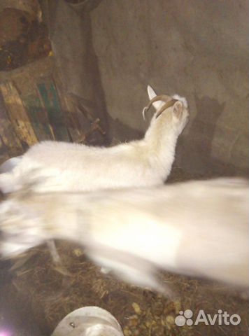 Продам козла и козу котную 2 козочки одна уже доит купить на Зозу.ру - фотография № 5