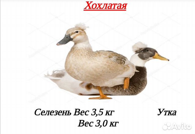 Домашняя птица на заказ купить на Зозу.ру - фотография № 10