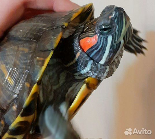 Краснаухая черепаха купить на Зозу.ру - фотография № 1