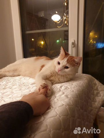 Очень нужен дом красивому ласковому котику