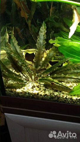 Продам аквариумные растения валиснерия, криптокари купить на Зозу.ру - фотография № 2