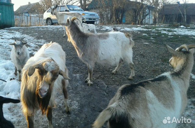 Быки и козы купить на Зозу.ру - фотография № 6