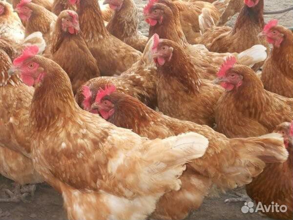Цыплята любых яичных пород купить на Зозу.ру - фотография № 2