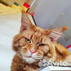 Клубный кот мейн кун на вязку купить на Зозу.ру - фотография № 1