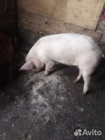 Свинки хряк купить на Зозу.ру - фотография № 3