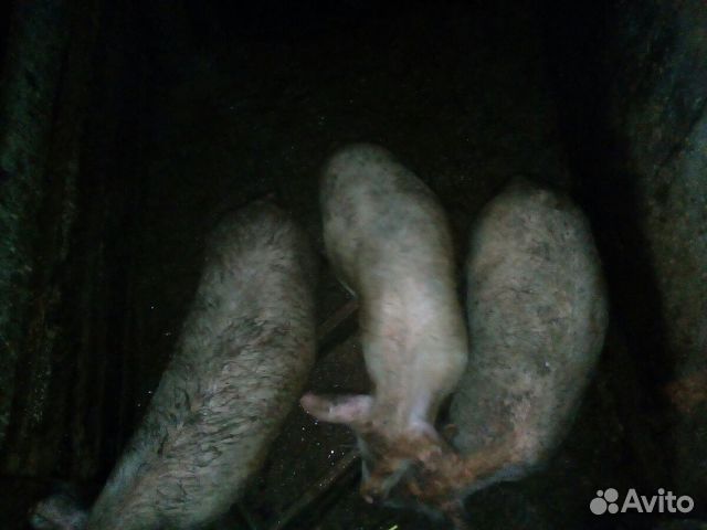 Продам свиней купить на Зозу.ру - фотография № 5