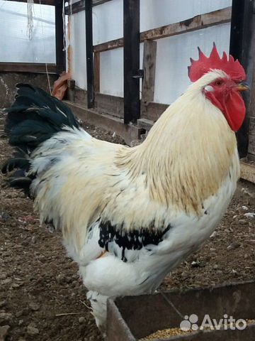 Курицы и петухи, инкуб.яйцо купить на Зозу.ру - фотография № 6