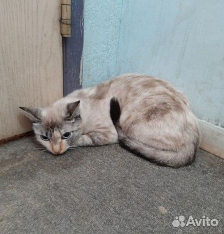 Кошка/Кот купить на Зозу.ру - фотография № 1