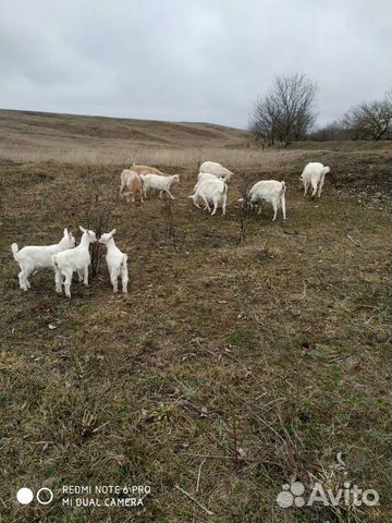 Продам 11 коз купить на Зозу.ру - фотография № 1