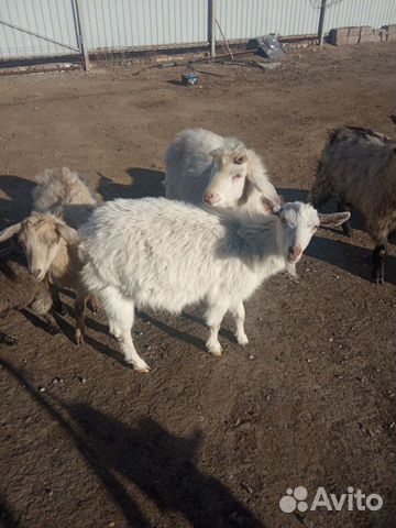 Козы козлята козлы купить на Зозу.ру - фотография № 2
