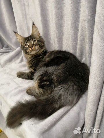 Котик мейн кун