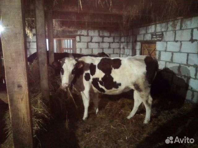 Продам 2 коровы купить на Зозу.ру - фотография № 4