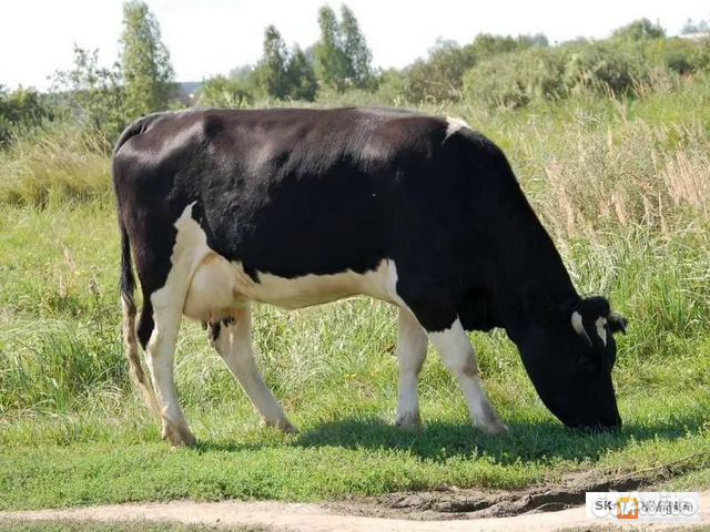 Продам стельную, молочную корову купить на Зозу.ру - фотография № 1