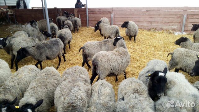 Овцы романовской породы купить на Зозу.ру - фотография № 2