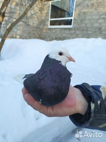 Продам голубей купить на Зозу.ру - фотография № 7