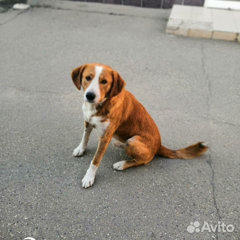 Пес для охраны купить на Зозу.ру - фотография № 2
