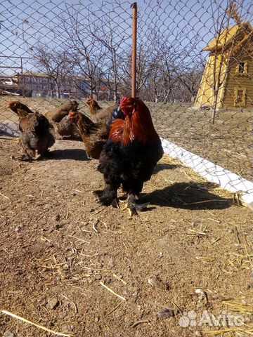 Брама куропатчатая яйцо, цыплята купить на Зозу.ру - фотография № 8