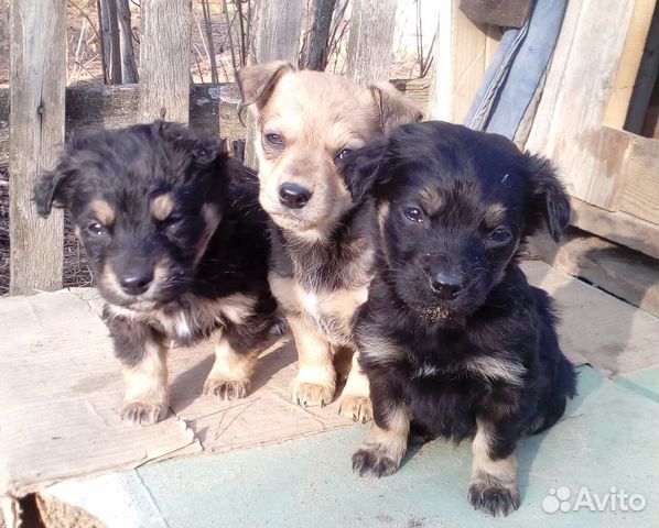 Щенки от маленькой собачки во двор купить на Зозу.ру - фотография № 2