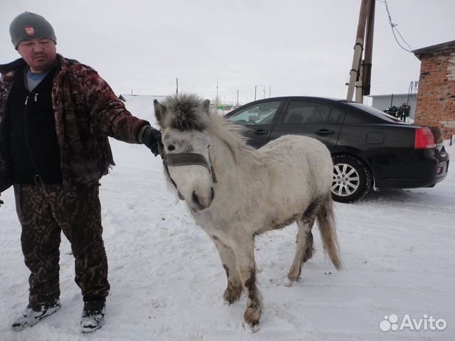 Продам Шетлендских пони и сани купить на Зозу.ру - фотография № 10