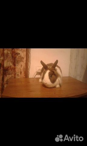 Декоротивный кролик купить на Зозу.ру - фотография № 1