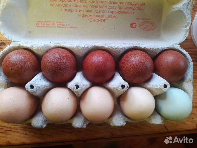 Инкубационное яйцо марана, гилянских кур купить на Зозу.ру - фотография № 2