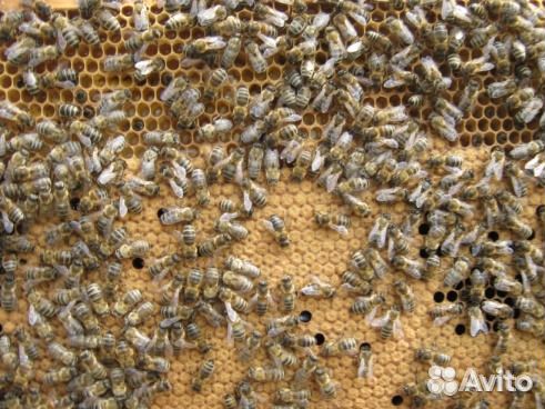 Пчелы пчелопакеты украина купить на Зозу.ру - фотография № 1
