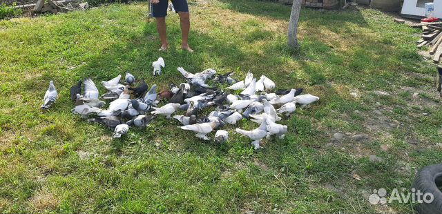Продаю голубей Вся Азия оптом в связи с переездом купить на Зозу.ру - фотография № 1