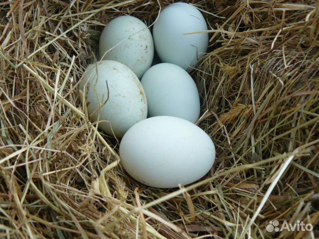 Куринное яйцо на инкубацию купить на Зозу.ру - фотография № 1
