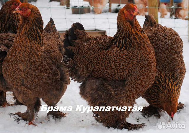 Суточные цыплята бройлеров и породные купить на Зозу.ру - фотография № 2