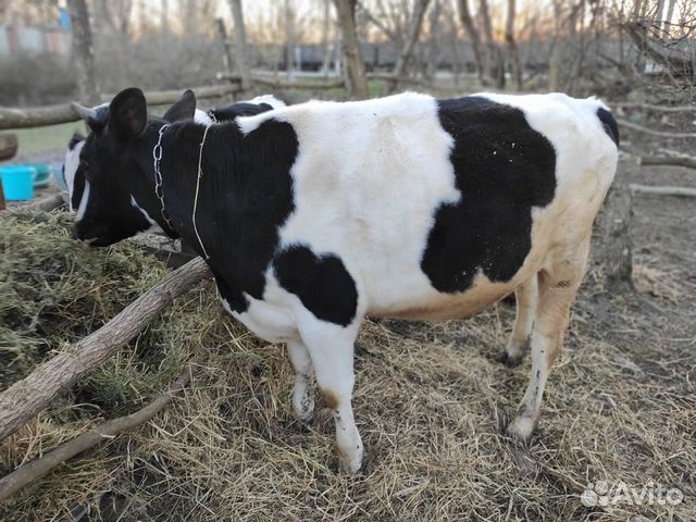 Корова(тёлка) купить на Зозу.ру - фотография № 2