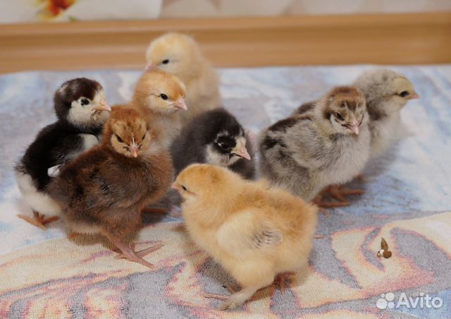 Продам цыплят домашних кур купить на Зозу.ру - фотография № 3