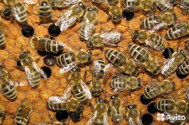 Продаются семьи пчёл купить на Зозу.ру - фотография № 1